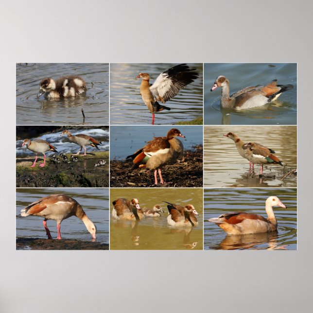 Egyptian Goose Collage Poster (Vorne)