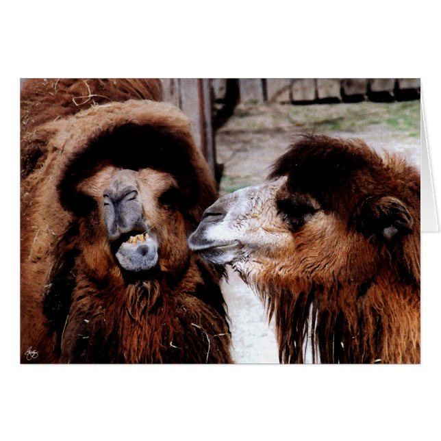 Eheschließung zwischen Kamelenkarten (Vorderseite (Horizontal))