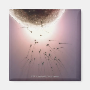 Ei, das durch Samenzellen befruchtet wird Magnet