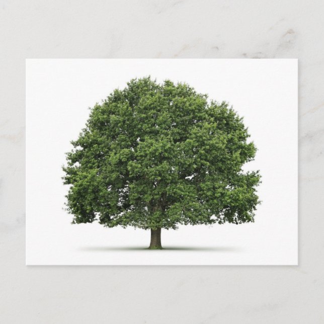 Eiche Postkarte (Vorderseite)