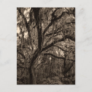 Eiche und Spanischer Moos in Sepia Postkarte