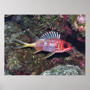 Eichelfisch Poster