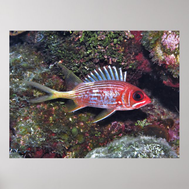 Eichelfisch Poster (Vorne)