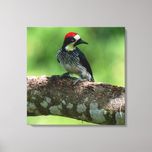 Eichelspecht in Costa Rica Leinwanddruck