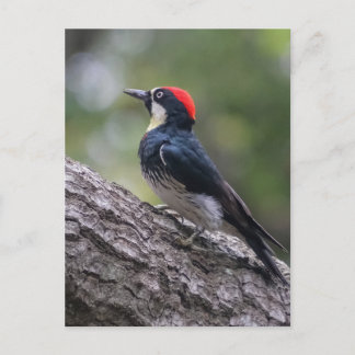 Eichelspecht-Postkarte | Waldvogel-Kunst Postkarte