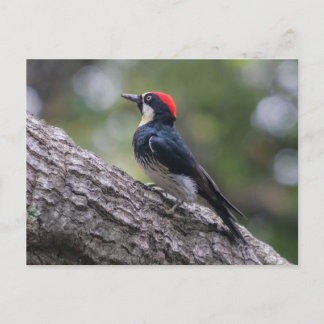 Eichelspecht-Postkarte | Waldvogel-Kunst Postkarte