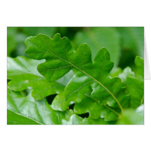 Eichen-Blätter im Frühling