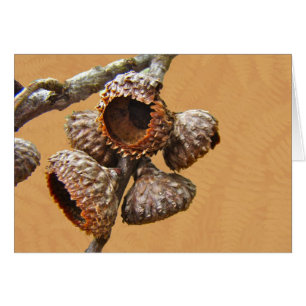 Eichen-Eichel-Kappen