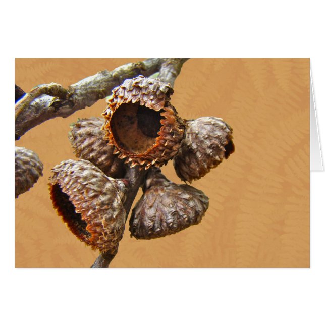 Eichen-Eichel-Kappen (Vorderseite (Horizontal))