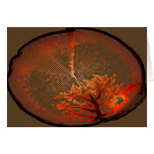 Eichen-@ Sonnenaufgang