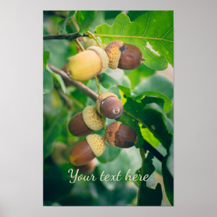 Eichenäste mit Eicheln Poster