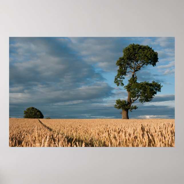 Eichenbaum auf einem Weizenfeld Poster (Vorne)
