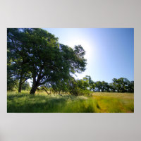 Eichenbaum auf Wiese, Frühjahr