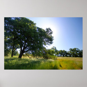 Eichenbaum auf Wiese, Frühjahr Poster