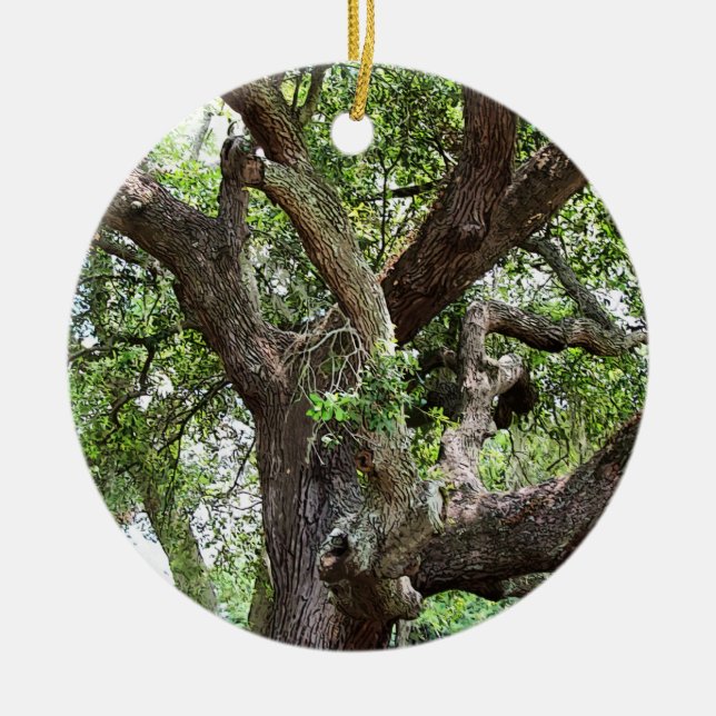 Eichenbaum im Park 7659 Jacksonville, Florida Keramik Ornament (Vorne)