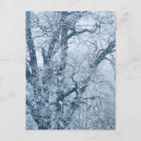 Eichenbaum im Schnee Postkarte