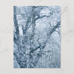 Eichenbaum im Schnee Postkarte