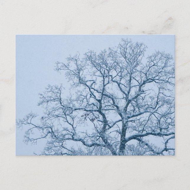 Eichenbaum im Schnee Postkarte (Vorderseite)