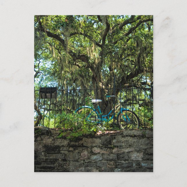 Eichenbaum und klassisches Fahrrad Postkarte (Vorderseite)