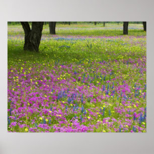Eichenbäume mit Feld Phlox, Blaue Bonnets Poster