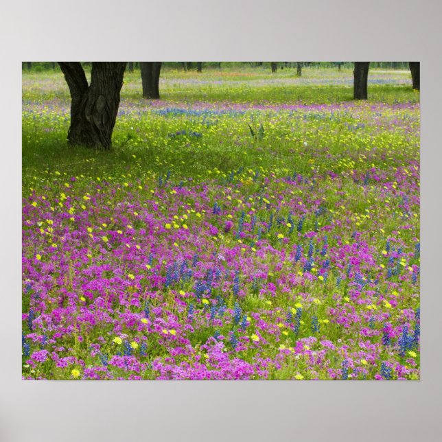 Eichenbäume mit Feld Phlox, Blaue Bonnets Poster (Vorne)