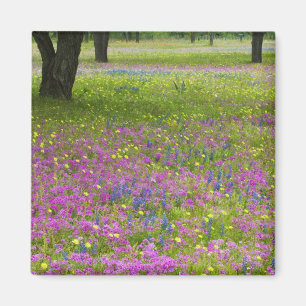 Eichenbäume mit Feld Phlox, Blauer Bonnets Magnet