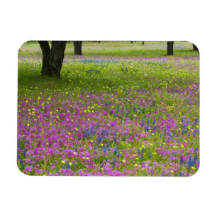 Eichenbäume mit Feld Phlox, Blauer Bonnets Magnet