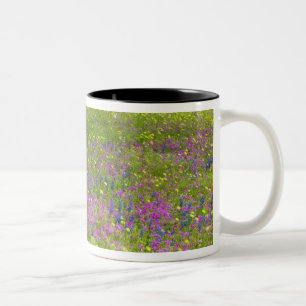 Eichenbäume mit Feld Phlox, Blauer Bonnets Zweifarbige Tasse