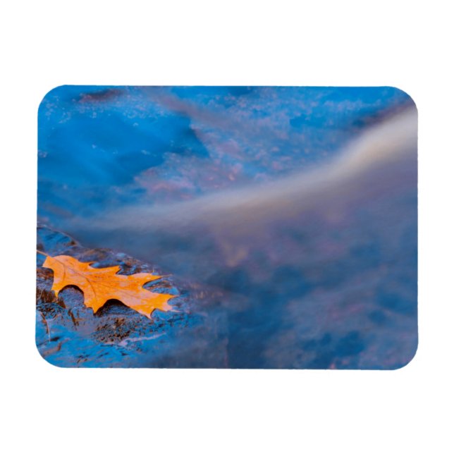Eichenblatt auf Felsen am Rosseau-Fluss Magnet (Horizontal)