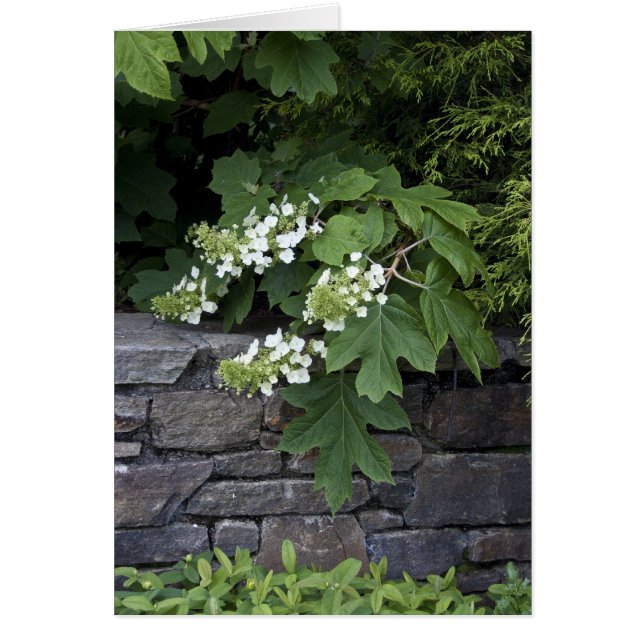 Eichenholz Hydrangea und eine Steinmauer (Vorne)