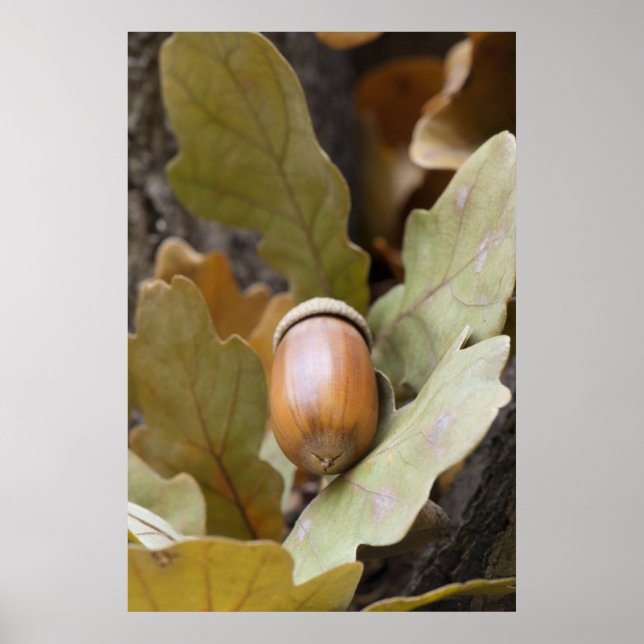 Eichenhorn Poster (Vorne)