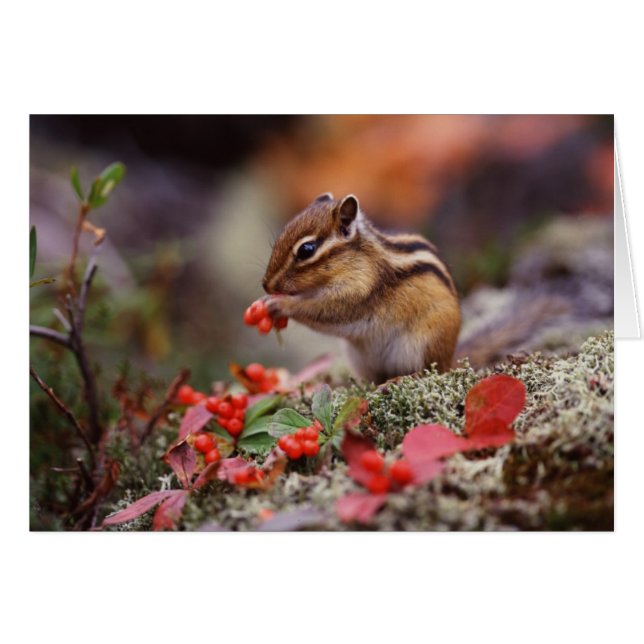 Eichhörnchen (Vorderseite (Horizontal))