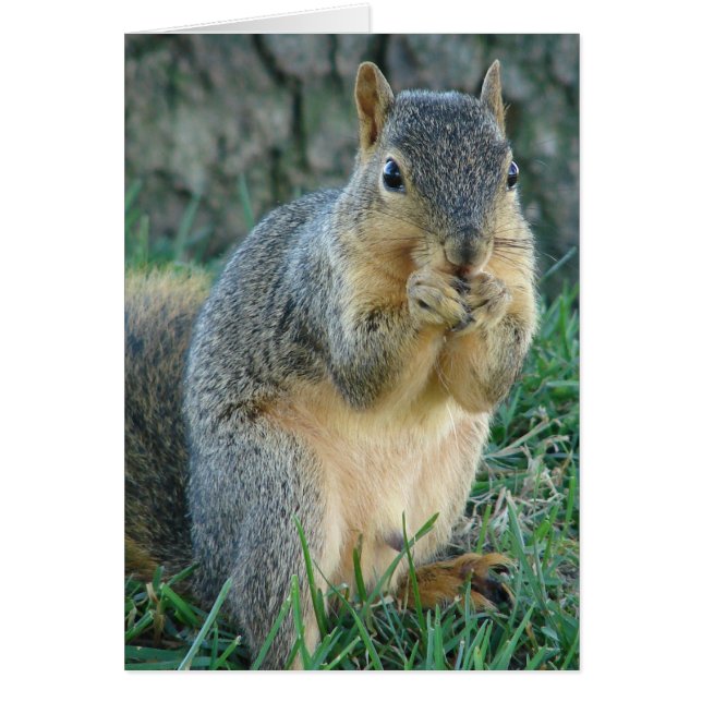 Eichhörnchen (Vorne)