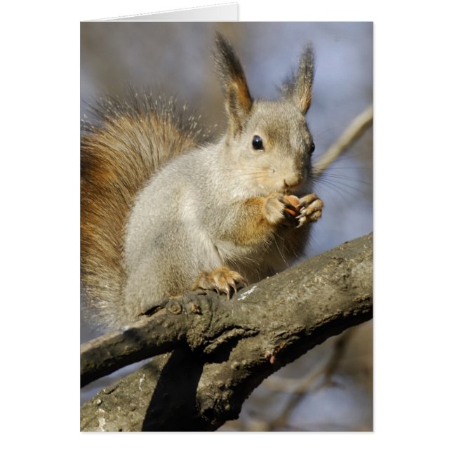 Eichhörnchen (Vorne)