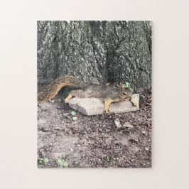 Eichhörnchen