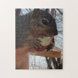 Eichhörnchen