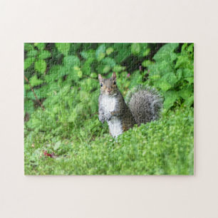 Eichhörnchen