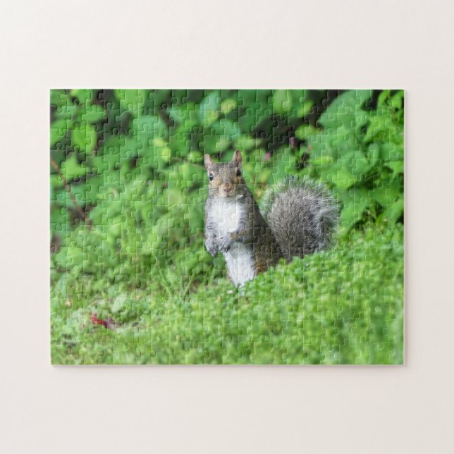 Eichhörnchen (Horizontal)
