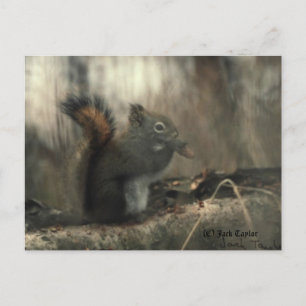 Eichhörnchen 01 postkarte
