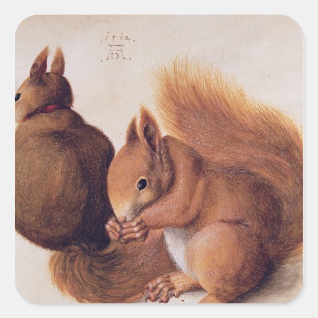 Eichhörnchen, 1512 quadratischer aufkleber (Vorderseite)