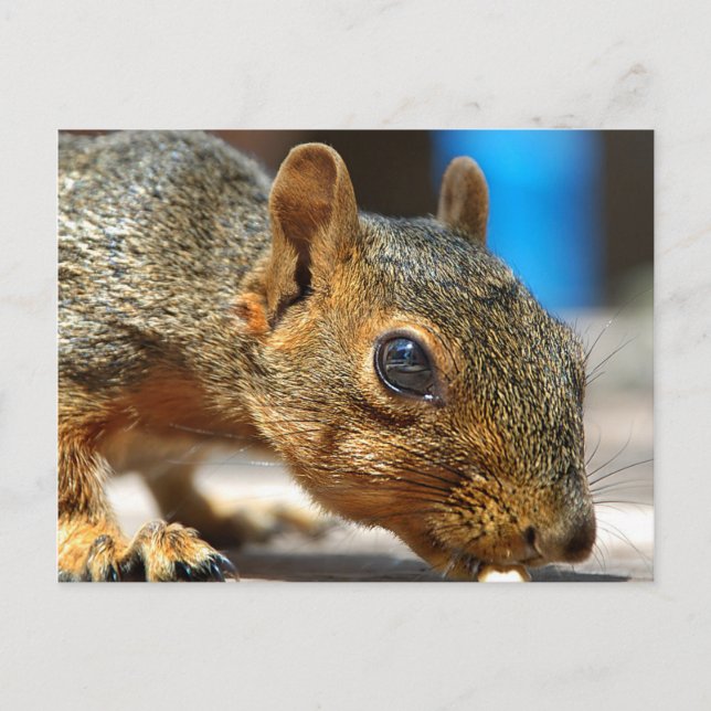Eichhörnchen Abendessen Postkarte (Vorderseite)