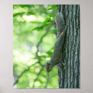 Eichhörnchen am Stamm Poster