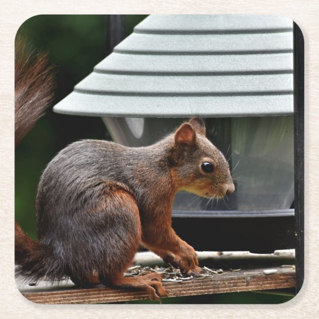 Eichhörnchen am Vogelfeeder Rechteckiger Pappuntersetzer (Vorderseite)