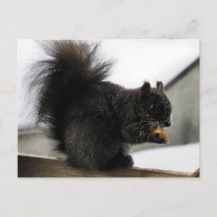 Eichhörnchen auf Balkon isst Erdnuss im Winter Postkarte