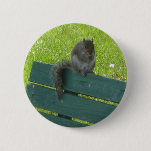 Eichhörnchen auf Bank Button