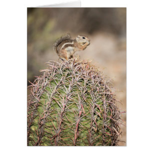Eichhörnchen auf Barrel Cactus
