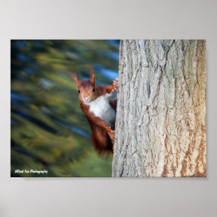 Eichhörnchen auf Baum Poster