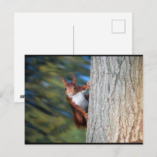 Eichhörnchen auf Baum Postkarte