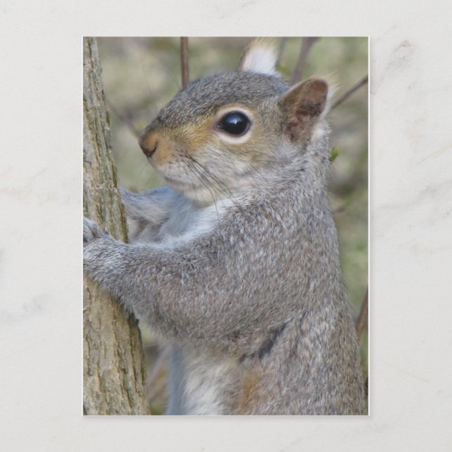 Eichhörnchen auf Baum Postkarte (Vorderseite)