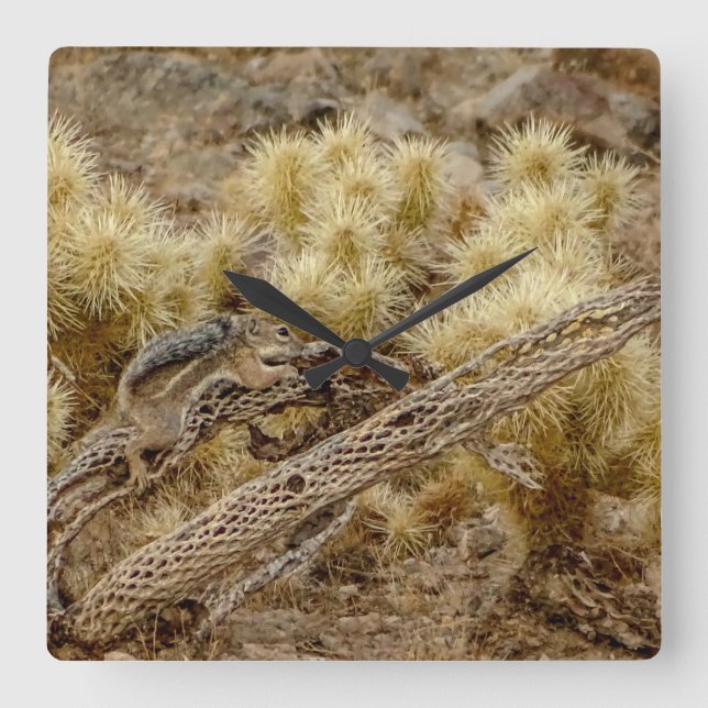 Eichhörnchen auf Cholla Cactus Skeleton Quadratische Wanduhr (Vorderseite)